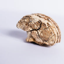 Load image into Gallery viewer, Agarikon (Laricifomes officinalis) Bioavailable Mushroom Powder